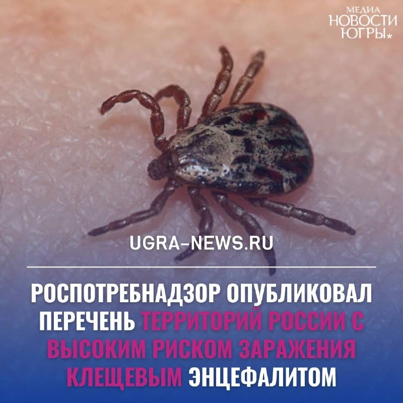 Югра стала одним из регионов с высоким риском заражения клещевым энцефалитом
