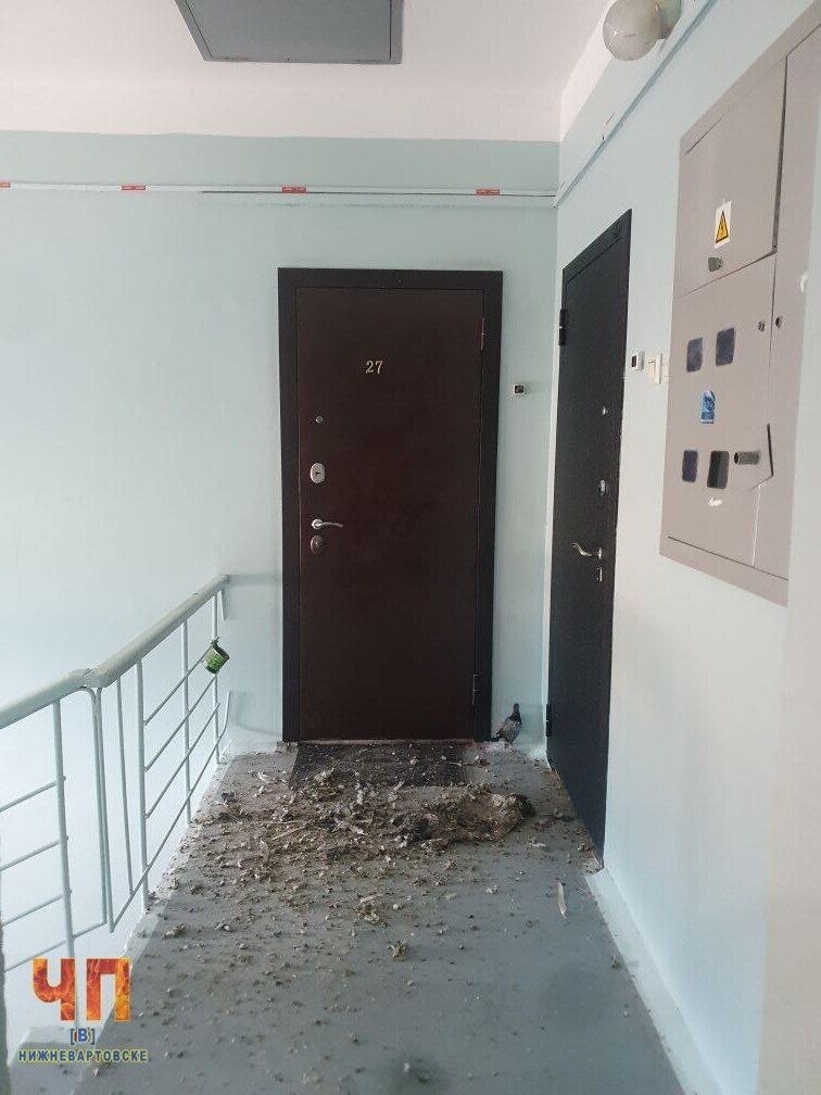 Трупы голубей посыпались с чердака в многоэтажке
