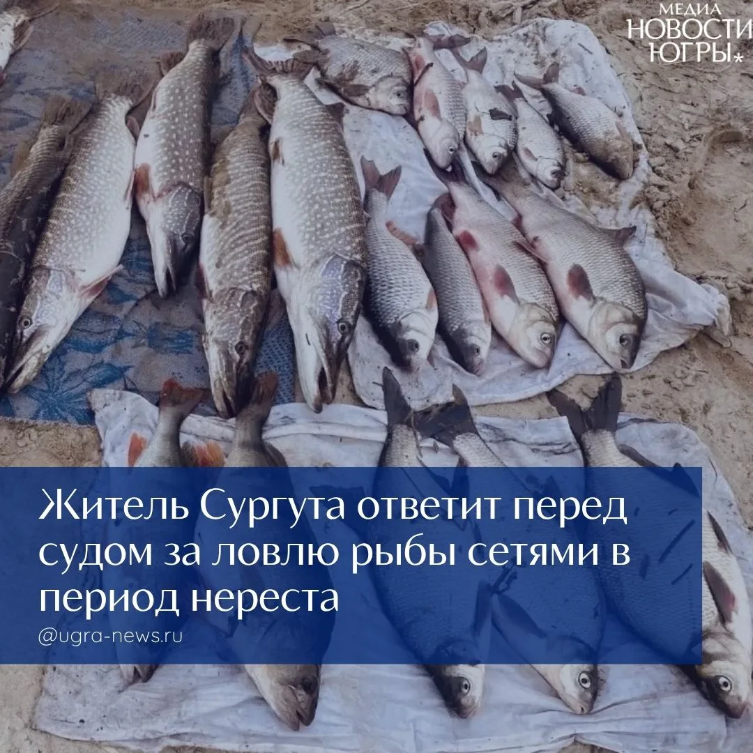 По материалам природоохранной прокуратуры Югры возбуждено уголовное дело о незаконном вылове рыбы