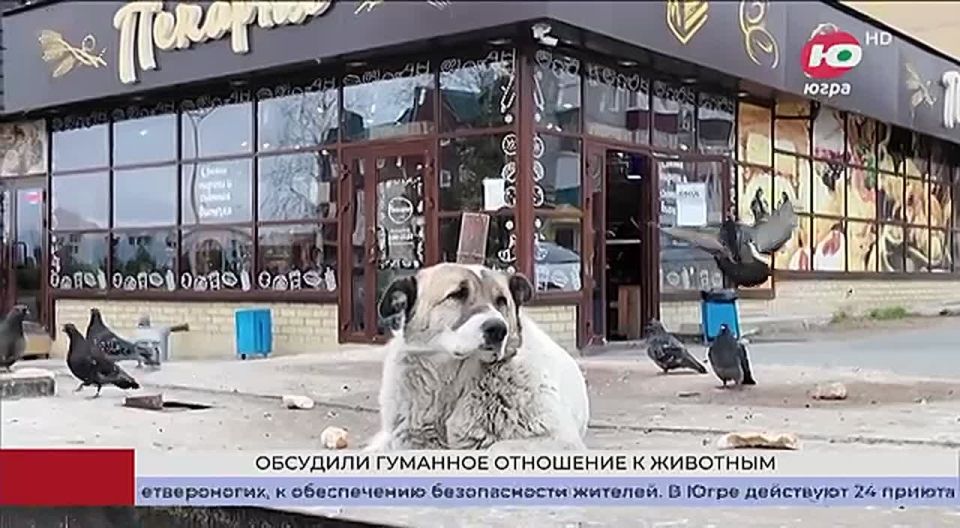 Югра поделилась опытом защиты животных