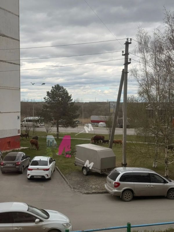 В Нефтеюганске на городские дороги и во дворы снова пришли коровы В Нефтеюганске на городские дороги и во дворы снова пришли коровы