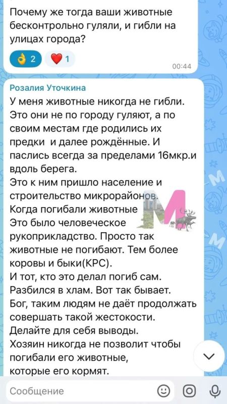 В Нефтеюганске на городские дороги и во дворы снова пришли коровы В Нефтеюганске на городские дороги и во дворы снова пришли коровы