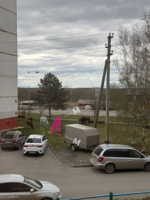 В Нефтеюганске на городские дороги и во дворы пришли коровы В Нефтеюганске на городские дороги и во дворы пришли коровы