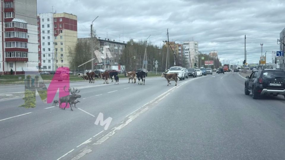 В Нефтеюганске на городские дороги и во дворы снова пришли коровы