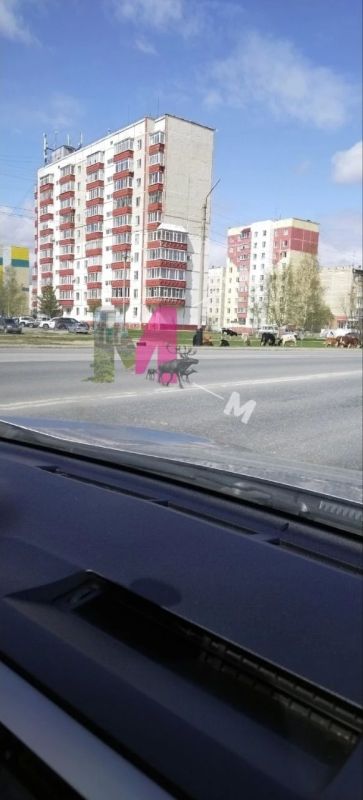 В Нефтеюганске на городские дороги и во дворы снова пришли коровы В Нефтеюганске на городские дороги и во дворы снова пришли коровы