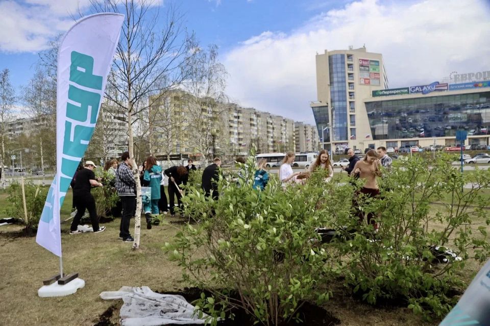 Продолжаем озеленять наш любимый Нижневартовск! Сегодня в городе появилась новая зелёная зона — рядом со спортивным комплексом «Олимпия» высадили более 120 кустарников сирени венгерской и декоративных сортов спиреи Продолжаем озеленять наш любимый Нижневартовск! Сегодня в городе появилась новая зелёная зона — рядом со спортивным комплексом «Олимпия» высадили более 120 кустарников сирени венгерской и декоративных сортов спиреи