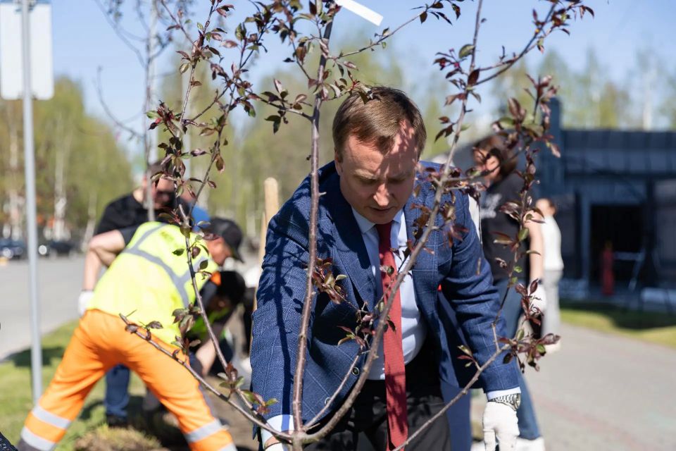 Пурпурное украшение Сургута: в городе высадили 15 яблонь сорта Роялти Пурпурное украшение Сургута: в городе высадили 15 яблонь сорта Роялти