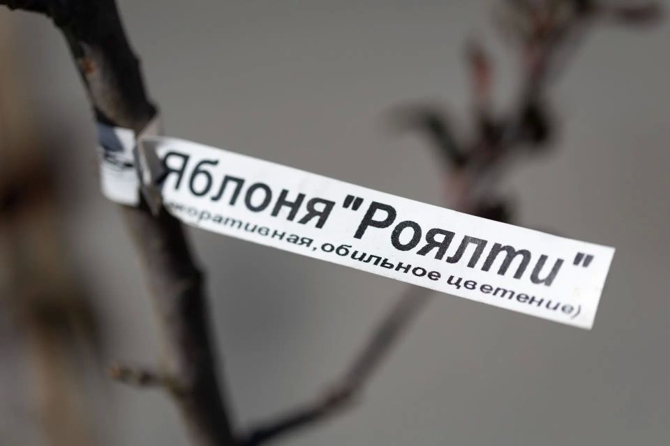 Пурпурное украшение Сургута: в городе высадили 15 яблонь сорта Роялти Пурпурное украшение Сургута: в городе высадили 15 яблонь сорта Роялти