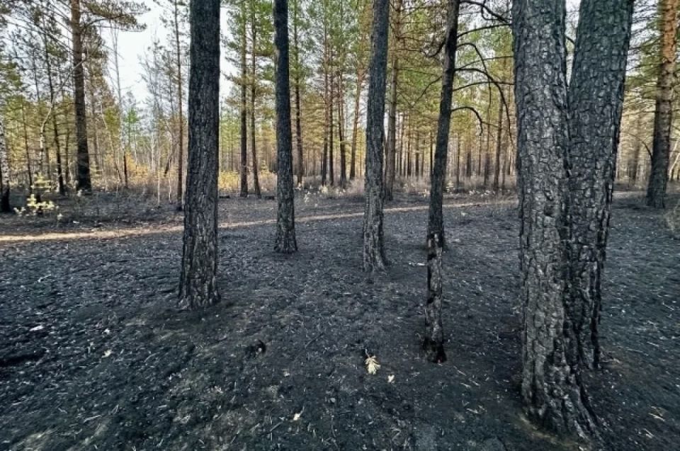 В Югре действуют четыре лесных пожара