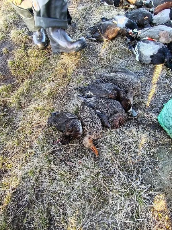 Нарушитель привлечён к ответственности
