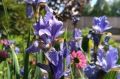Погода в Югре на 2 июня: кратковременный дождь