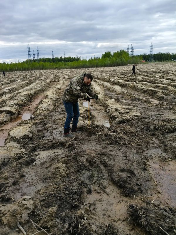 «Сад памяти»: 15 000 сосен в честь героев «Сад памяти»: 15 000 сосен в честь героев