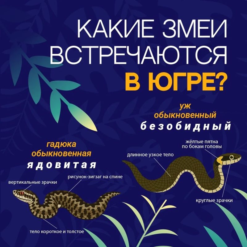 Теплая погода и влажность влияют на популяцию змей Теплая погода и влажность влияют на популяцию змей