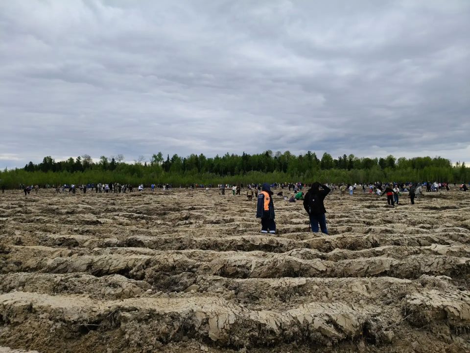 «Сад памяти»: 15 000 сосен в честь героев «Сад памяти»: 15 000 сосен в честь героев