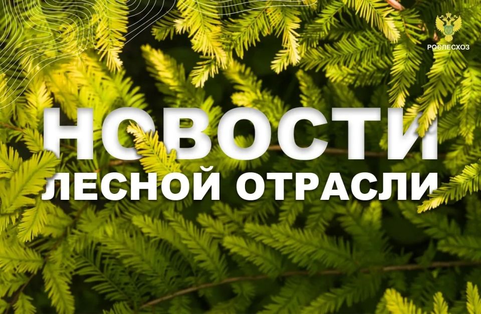 AK&M: Рослесхоз: с начала 2026 года поступило 17,1 млрд рублей лесных доходов