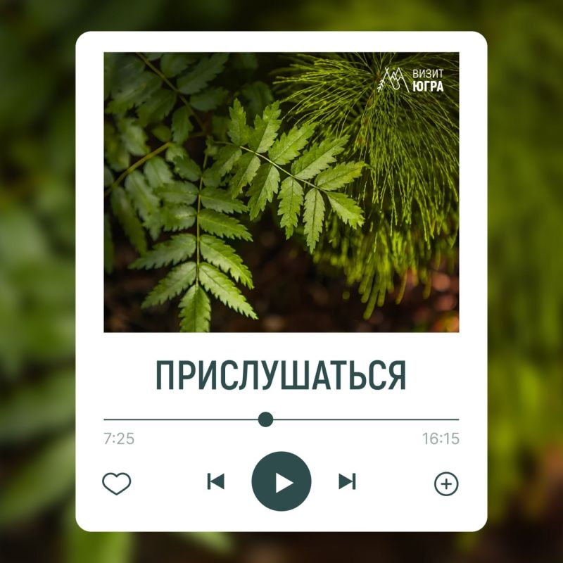 Услышать «Самаровский чугас»? Легко! У природного парка в Ханты-Мансийске появились аудиопрогулки, которые узнать больше о жизни леса Услышать «Самаровский чугас»? Легко! У природного парка в Ханты-Мансийске появились аудиопрогулки, которые узнать больше о жизни леса