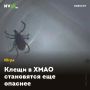 Клещи в ХМАО становятся еще опаснее