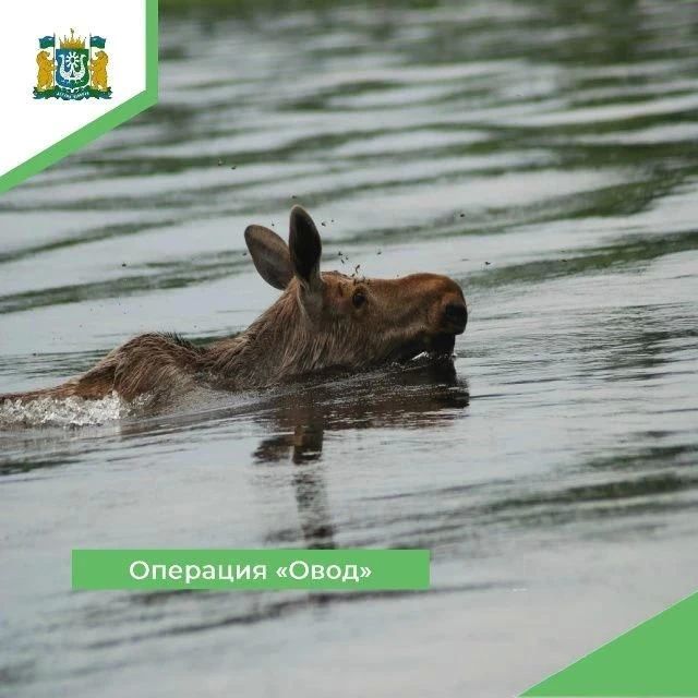 ОПЕРАЦИЯ «ОВОД» СТАРТОВАЛА В ЮГРЕ!