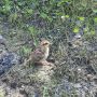 � ���� ��������� �������������� ����� ���������� ���������� ������ ������������� ���� ������������� �������� ������ ������� (Tetrastes bonasia) � ������������ ����� ��������