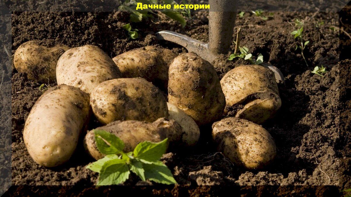 Ускоряем созревание картофеля: старые, но проверенные методики