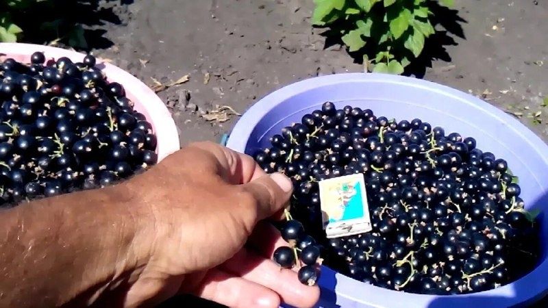 Как вырастить смородину, как у бабушки: 10 секретов для урожая