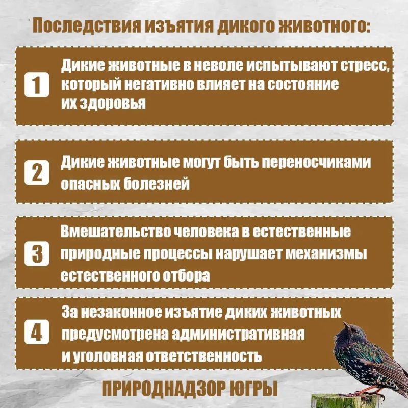 Дикие животные всегда вызывают у людей большой интерес, но иногда стремление помочь, наоборот, наносит птицам и зверям непоправимый вред! Дикие животные всегда вызывают у людей большой интерес, но иногда стремление помочь, наоборот, наносит птицам и зверям непоправимый вред!