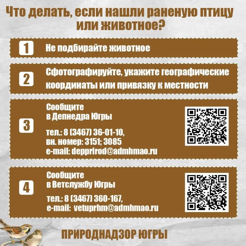 Дикие животные всегда вызывают у людей большой интерес, но иногда стремление помочь, наоборот, наносит птицам и зверям непоправимый вред! Дикие животные всегда вызывают у людей большой интерес, но иногда стремление помочь, наоборот, наносит птицам и зверям непоправимый вред!