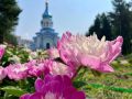 Цветы — это улыбка солнца, которая дарит радость
