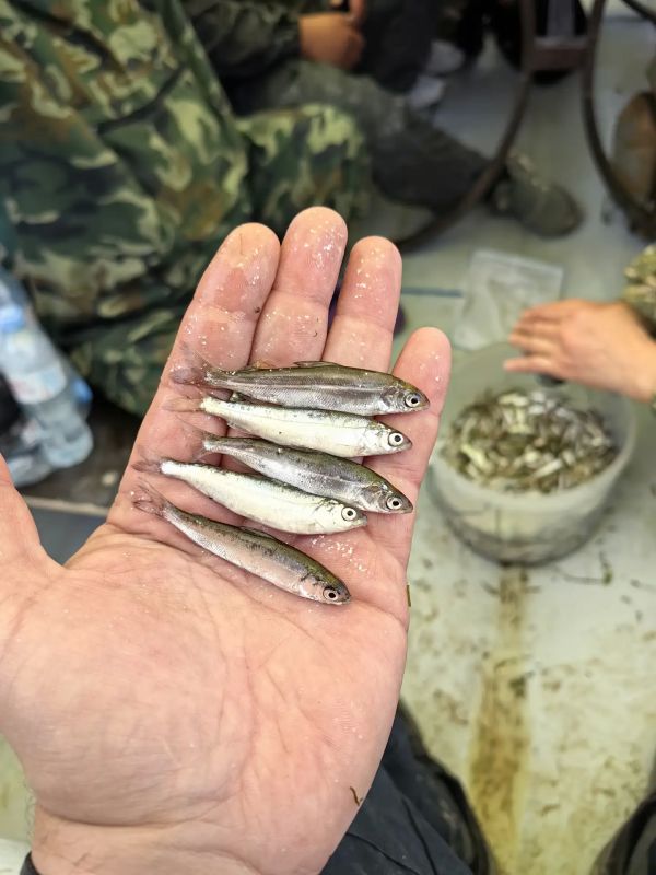Дорожники Югры выполнили обязательства по сохранению водных биологических ресурсов Дорожники Югры выполнили обязательства по сохранению водных биологических ресурсов