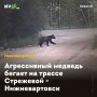Агрессивный медведь бегает на трассе Стрежевой - Нижневартовск