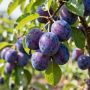 Экзотические сорта слив, которые преобразят ваш сад