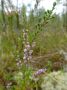 �����������, ��� ������ ������������ (Calluna vulgaris)