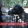 В Нижневартовском районе от артрита лечат верблюдицу Феону