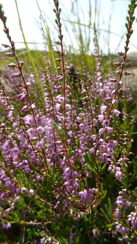Знакомьтесь, это вереск обыкновенный (Calluna vulgaris) Знакомьтесь, это вереск обыкновенный (Calluna vulgaris)