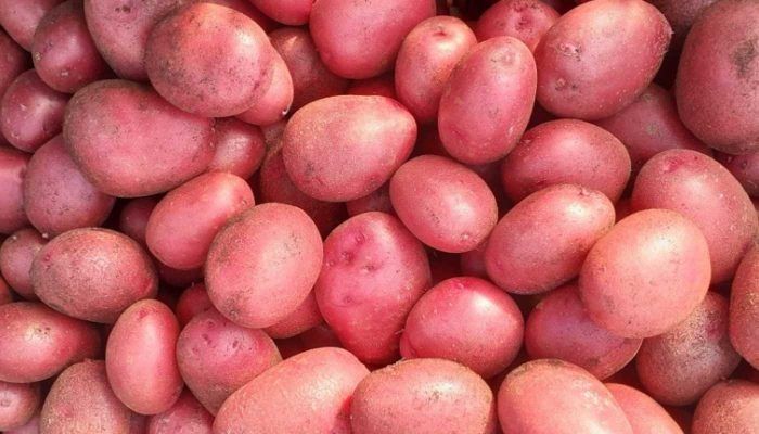Картофель Мада: универсальный сорт с удивительными качествами