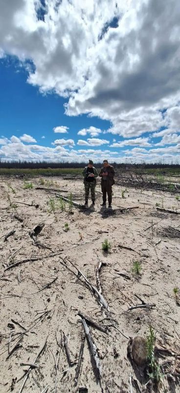 Инвентаризация участков с проведенными мероприятиями по компенсационному лесовосстановлению продолжается Инвентаризация участков с проведенными мероприятиями по компенсационному лесовосстановлению продолжается