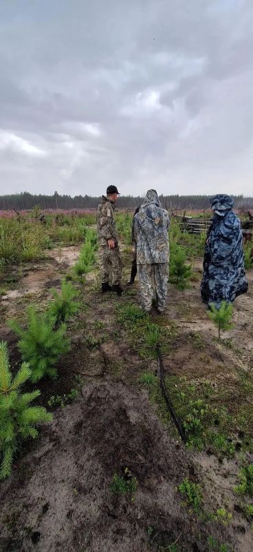 Инвентаризация участков с проведенными мероприятиями по компенсационному лесовосстановлению продолжается Инвентаризация участков с проведенными мероприятиями по компенсационному лесовосстановлению продолжается