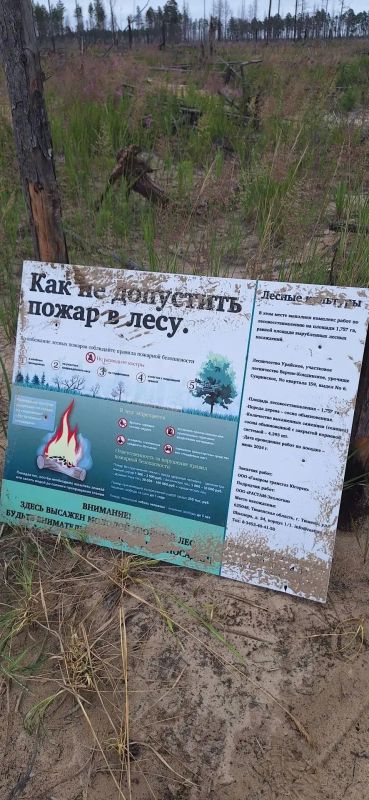 Инвентаризация участков с проведенными мероприятиями по компенсационному лесовосстановлению продолжается Инвентаризация участков с проведенными мероприятиями по компенсационному лесовосстановлению продолжается
