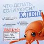 Что делать при укусах животных и насекомых