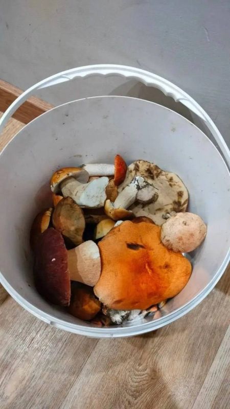 Сургутяне делятся первыми грибными уловами Сургутяне делятся первыми грибными уловами