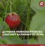 В Югре наступил сезон созревания клубники и малины, но дачники Нижневартовска столкнулись с нашествием пернатых гурманов