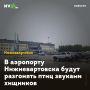 В аэропорту Нижневартовска будут разгонять птиц звуками хищников
