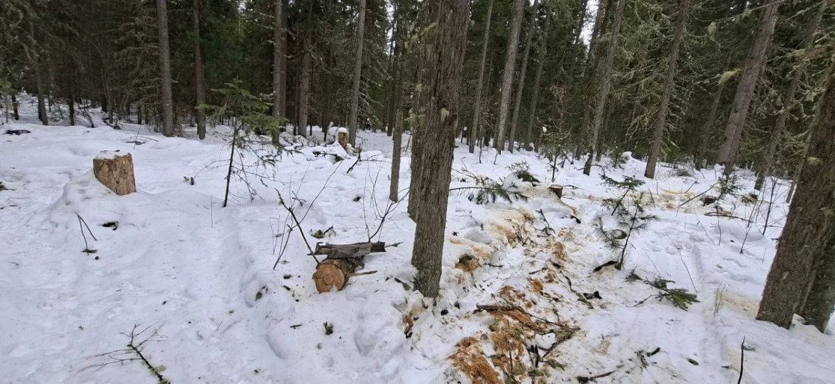 Дачники вычислили недобросовестного лесоруба в Ханты-Мансийском районе Дачники вычислили недобросовестного лесоруба в Ханты-Мансийском районе