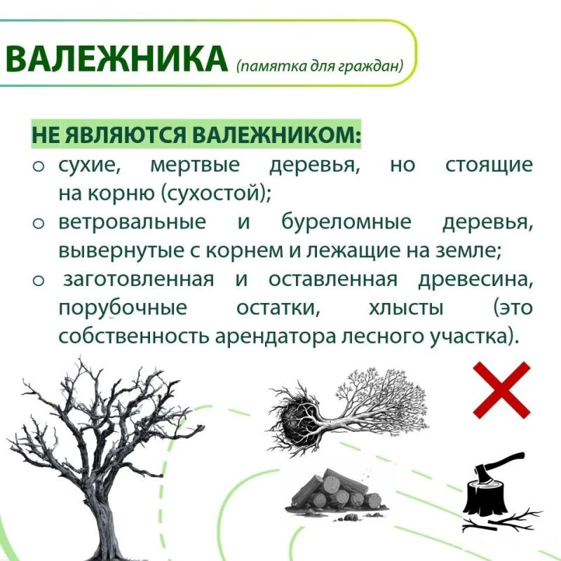 Валежник в лесу: что это и как собирать по закону? Валежник в лесу: что это и как собирать по закону?