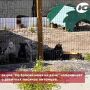 Милые, дикие, опасные - чем югорчанам грозит встреча с гостями из леса