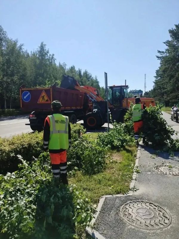 В Сургуте продолжаются работы по кронированию деревьев В Сургуте продолжаются работы по кронированию деревьев