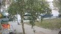 Очередные похитительныцы цветов тревожат вартовчан