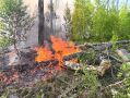 За последние сутки в Югре зарегистрировали 9 новых лесных пожаров