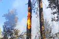 В Нижневартовском районе из-за сильного удара молнии загорелось дерево
