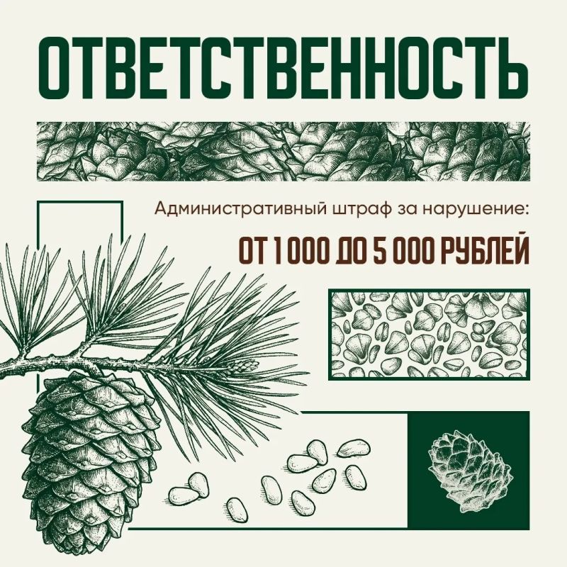 С 25 августа в Югре официально стартует сезон заготовки кедровых шишек С 25 августа в Югре официально стартует сезон заготовки кедровых шишек